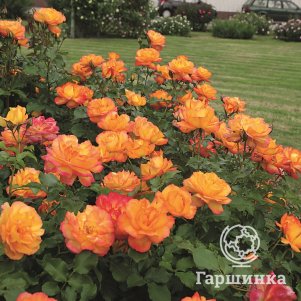 

Роза Сахара кустарниковая, Тантау (лиц)