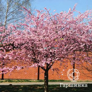 

Сакура Ошидори