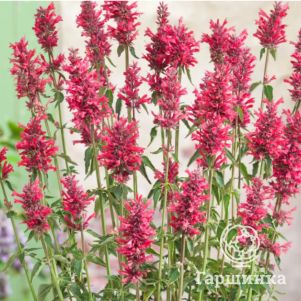 

Лофант (Агастахе) Ред Форчун