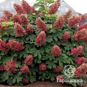Гортензия Аметист дуболистная