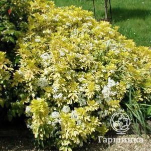 

Шуазия тройчатая Лич