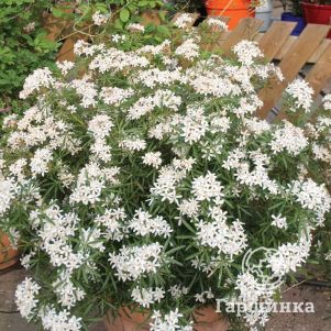 

Шуазия тройчатая Вайт Дазлер