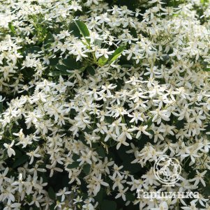 

Клематис Эрли Сноу (3)