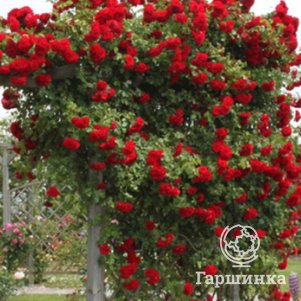 

Роза Симпатия плетистая, Топалович (лиц)