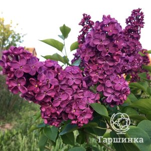 

Сирень Анна Шиач