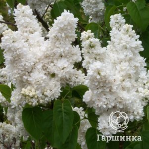 Сирень Рочестер