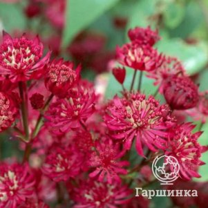 

Астранция Кларет крупная