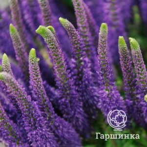 

Вероника Пацифик Океан