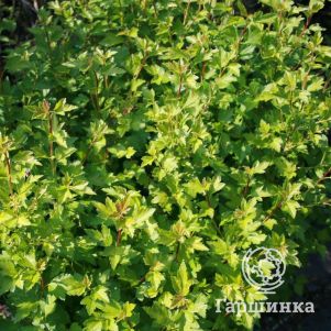 

Смородина альпийская