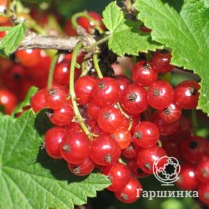 

Смородина Пурпурная красная (крупная ягода)