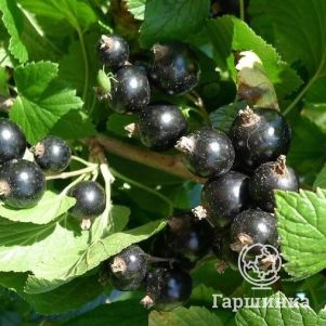 

Смородина Селеченская черная (очень крупная ягода)