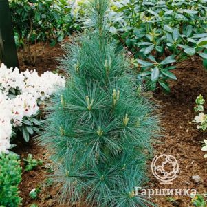 

Сосна Веймутова Денса Хилл