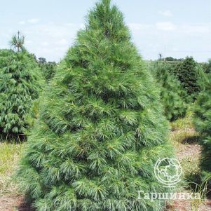 

Сосна Веймутова Рейнсхаус