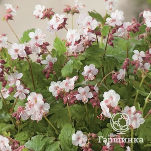 Герань Шпессарт крупнокорневищная 600₽