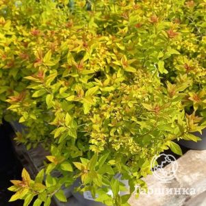 

Спирея японская Тесс