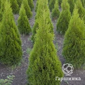 

Туя Жоска западная