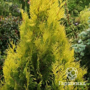 

Туя Голди складчатая