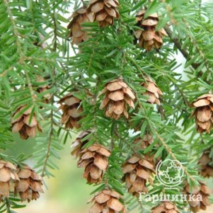 

Тсуга западная