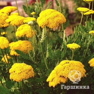 

Тысячелистник Паркерс Вейрити