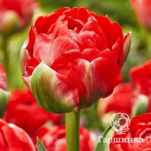 

Тюльпан Бомбастик Ред махровый поздний 5 шт