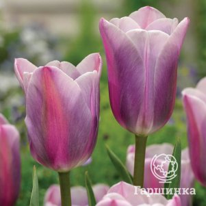 

Тюльпан Мистрес Триумф 5шт