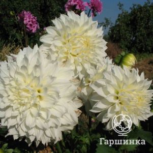 

Георгина Вайт Перфекшн (МАКСИ) декоративная