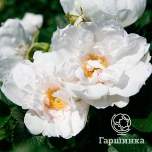 Роза Вайт Роадранер ругоза (лиц)