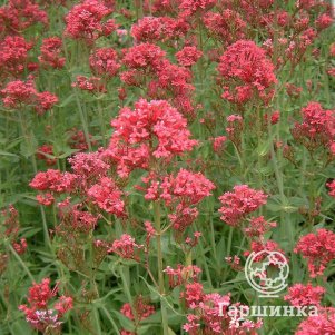 

Валериана красная Кокцинеус