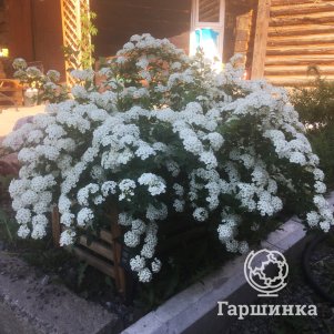 

Спирея вангутта