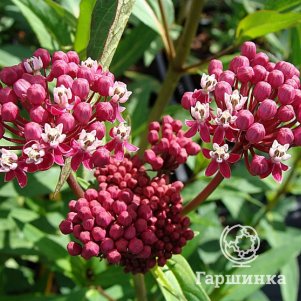 

Ваточник инкарната Синдерелла