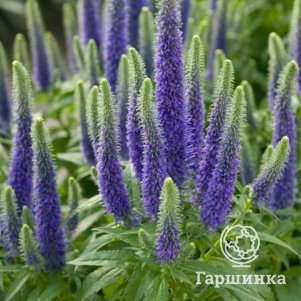 

Вероника колосковая Санни Бордэр Блу