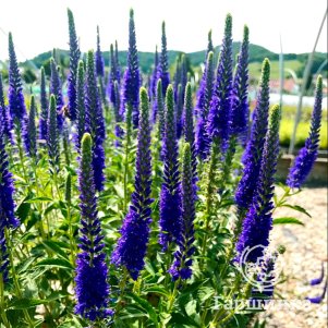 

Вероника колосковая Анниверсари Блу