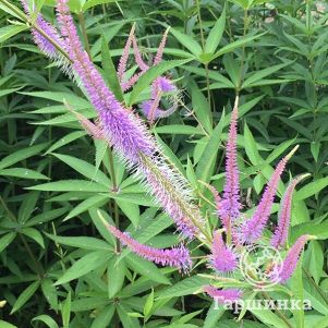 Вероникаструм Темптейшен 600₽