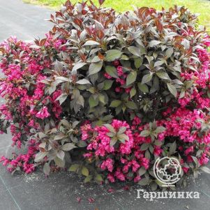 

Вейгела Минор Блэк