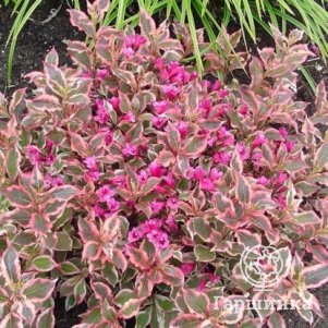 

Вейгела Олл Саммер Монет