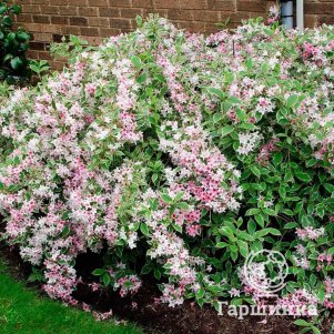 Вейгела Санни Принцесс