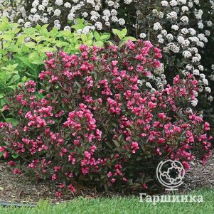 

Вейгела Виктория