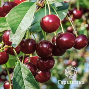 Вишня Фея 600₽