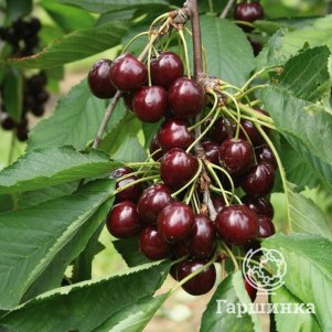 

Вишня Шоколадница