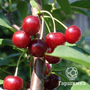 Вишня Волжская 600₽