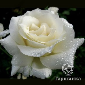 Роза Вайт Бир