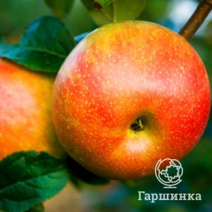 

Яблоня Абрикосовое