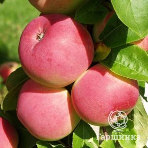 

Яблоня Мельба