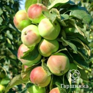 

Яблоня Приокское колоновидная