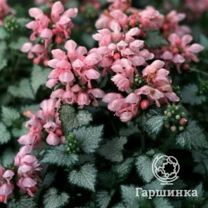 

Яснотка пятнистая Пинк Пьютер