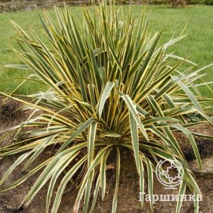 

Юкка нитчатая Брайт Эдж