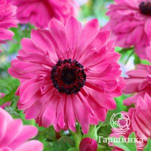 Анемона (Ветреница) махровая Адмирал 10 шт