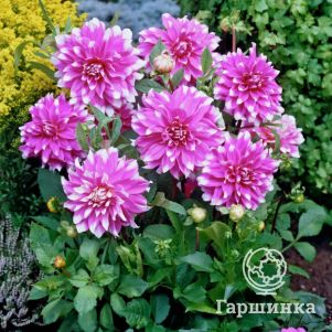 

Георгина Жан Мари декоративная