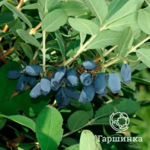 

Жимолость Авача