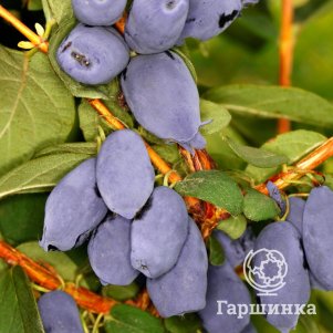 

Жимолость Бореал Бист